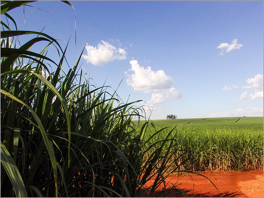 Fazenda - Venda - Área Rural de Jaboticabal - Jaboticabal - SP